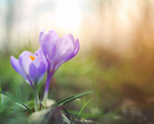 Fruehling